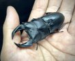 画像3: ■極太血統■ホペイオオクワガタ　♂７４ｍｍ／♀４５ｍｍ　成虫ペア (3)