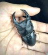 画像1: ■極太血統■ホペイオオクワガタ　♂７４ｍｍ／♀４５ｍｍ　成虫ペア (1)