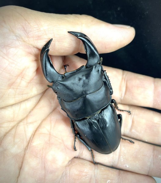 画像1: ■極太血統■ホペイオオクワガタ　♂７４ｍｍ／♀４５ｍｍ　成虫ペア (1)