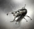 画像2: ブケットフタマタクワガタ　♂７０ｍｍ／♀３６ｍｍ　成虫ペア (2)