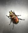 画像5: ニジイロクワガタ（レッドピカール血統）♂５９ｍｍ／♀３８ｍｍ成虫ペア (5)