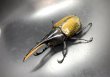 画像1: ヘラクレス エクアトリアヌス 　♂１１２ｍｍ／♀６０ｍｍ　成虫ペア (1)