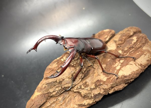 画像1: フォルスターフタマタクワガタ（ニシ）　♂６８ｍｍ／♀３９ｍｍ成虫ペア　　 (1)