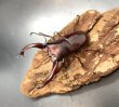 画像2: フォルスターフタマタクワガタ（ニシ）　♂７１ｍｍ／♀４１ｍｍ成虫ペア　　 (2)