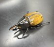 画像2: ヘラクレス エクアトリアヌス 　♂８１ｍｍ／♀５９ｍｍ　成虫ペア (2)