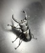 画像3: ブケットフタマタクワガタ　♂７０ｍｍ／♀３６ｍｍ　成虫ペア (3)