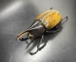 画像1: ヘラクレス エクアトリアヌス 　♂８１ｍｍ／♀５９ｍｍ　成虫ペア (1)