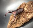 画像3: フォルスターフタマタクワガタ（ニシ）　♂６８ｍｍ／♀３９ｍｍ成虫ペア　　 (3)