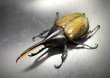 画像2: ヘラクレス エクアトリアヌス 　♂１１２ｍｍ／♀６０ｍｍ　成虫ペア (2)