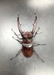 画像3: マンディブラリスフタマタクワガタ（原名亜種）　♂８３ｍｍ／♀４８ｍｍ　成虫ペア　 (3)