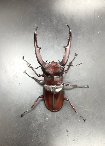 画像3: マンディブラリスフタマタクワガタ（原名亜種：赤マンディ）　♂７９ｍｍ／♀４５ｍｍ　成虫ペア　 (3)