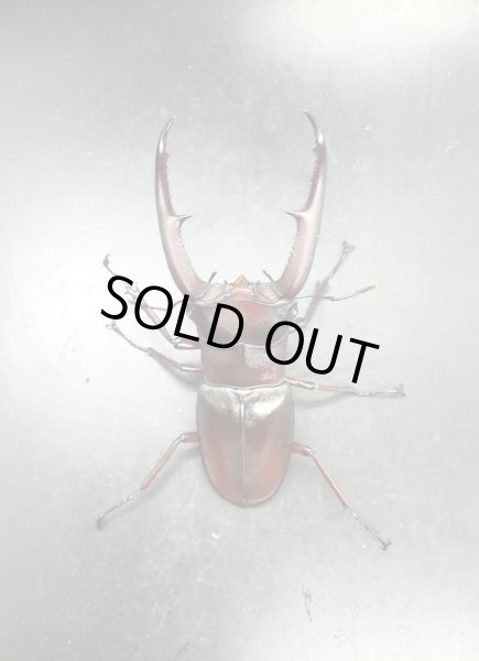 画像3: マンディブラリスフタマタクワガタ（原名亜種：赤マンディ）　♂８０ｍｍ／♀４６ｍｍ　成虫ペア　 (3)