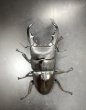 画像3: マリンドッケオオヒラタ　♂８８ｍｍ／♀４３ｍｍ成虫ペア　 (3)