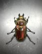 画像4: ニジイロクワガタ（レッドピカール血統）♂５９ｍｍ／♀３８ｍｍ成虫ペア (4)