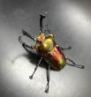 画像3: ニジイロクワガタ（レッドピカール血統）♂５９ｍｍ／♀３８ｍｍ成虫ペア (3)
