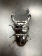画像2: ブータンアンタエウス　♂９０ｍｍ／♀５２ｍｍ成虫ペア　 (2)