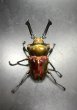 画像1: ニジイロクワガタ（レッドピカール血統）♂５９ｍｍ／♀３８ｍｍ成虫ペア (1)