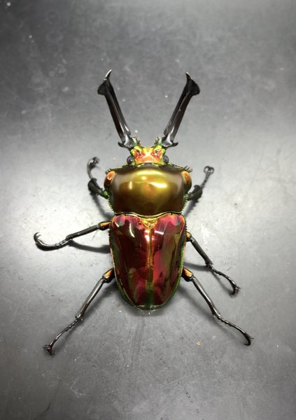 画像1: ニジイロクワガタ（レッドピカール血統）♂５９ｍｍ／♀３８ｍｍ成虫ペア (1)