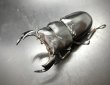 画像1: ブータンアンタエウス　♂９０ｍｍ／♀５２ｍｍ成虫ペア　 (1)