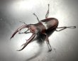 画像1: マンディブラリスフタマタクワガタ（原名亜種）　♂８３ｍｍ／♀４８ｍｍ　成虫ペア　 (1)