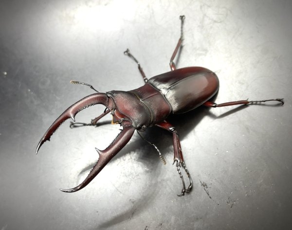 画像1: マンディブラリスフタマタクワガタ（原名亜種）　♂８３ｍｍ／♀４８ｍｍ　成虫ペア　 (1)
