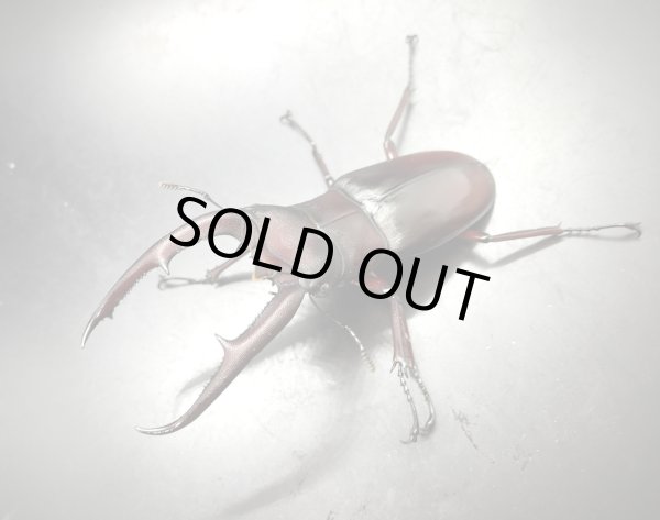 画像1: マンディブラリスフタマタクワガタ（原名亜種：赤マンディ）　♂８０ｍｍ／♀４６ｍｍ　成虫ペア　 (1)