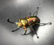 画像2: ニジイロクワガタ（レッドピカール血統）♂５９ｍｍ／♀３８ｍｍ成虫ペア (2)