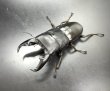 画像1: マリンドッケオオヒラタ　♂８８ｍｍ／♀４３ｍｍ成虫ペア　 (1)
