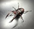 画像2: マンディブラリスフタマタクワガタ（原名亜種）　♂８３ｍｍ／♀４８ｍｍ　成虫ペア　 (2)