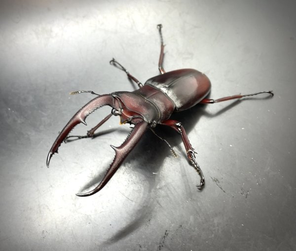 画像2: マンディブラリスフタマタクワガタ（原名亜種：赤マンディ）　♂７９ｍｍ／♀４５ｍｍ　成虫ペア　 (2)