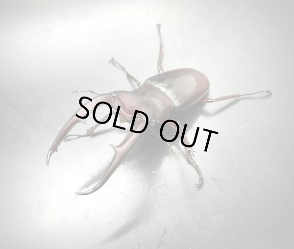 画像2: マンディブラリスフタマタクワガタ（原名亜種：赤マンディ）　♂８０ｍｍ／♀４６ｍｍ　成虫ペア　 (2)