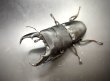 画像2: マリンドッケオオヒラタ　♂８８ｍｍ／♀４３ｍｍ成虫ペア　 (2)