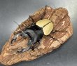 画像1: モウホツヤクワガタ（亜種エレガンス）長歯　♂７２ｍｍ／♀４１ｍｍ   WILD成虫ペア　 (1)