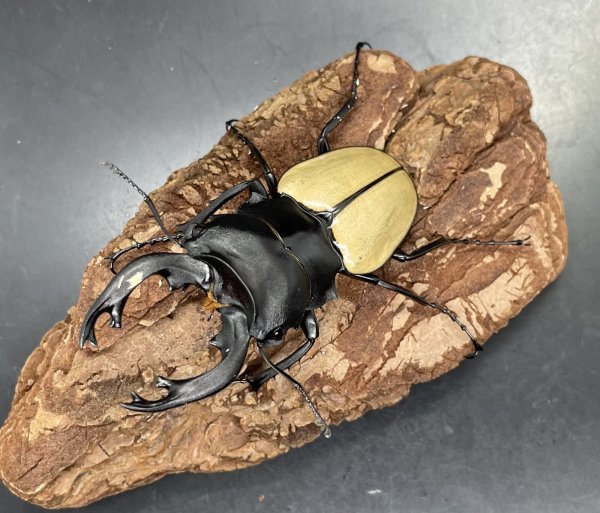 画像1: モウホツヤクワガタ（亜種エレガンス）長歯　♂７２ｍｍ／♀４１ｍｍ   WILD成虫ペア　 (1)