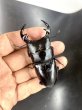 画像1: インドグランディス（ミゾラム州）　♂７６ｍｍ／♀４８ｍｍ成虫ペア　 (1)