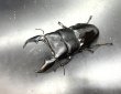 画像1: スマトラヒラタ（アチェ）　♂９７ｍｍ／♀５０ｍｍ成虫ペア　 (1)