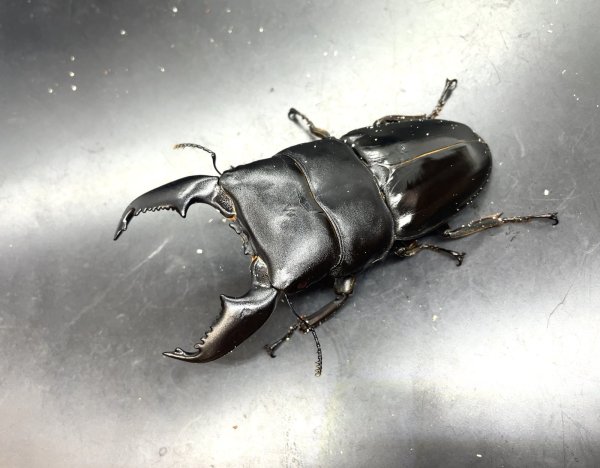 画像1: スマトラヒラタ（アチェ）　♂９７ｍｍ／♀５０ｍｍ成虫ペア　 (1)