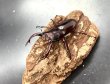 画像2: フォルスターフタマタクワガタ（ニシ）　♂６５ｍｍ／♀３９ｍｍ成虫ペア　　 (2)