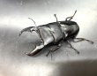画像1: スマトラヒラタ（アチェ）　♂９４ｍｍ／♀５０ｍｍ成虫ペア　 (1)