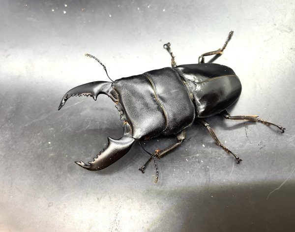 画像1: スマトラヒラタ（アチェ）　♂９４ｍｍ／♀５０ｍｍ成虫ペア　 (1)