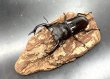 画像2: フォルスターフタマタクワガタ（キヨタミ）　♂７７ｍｍ／♀３９ｍｍ　成虫ペア　　 (2)