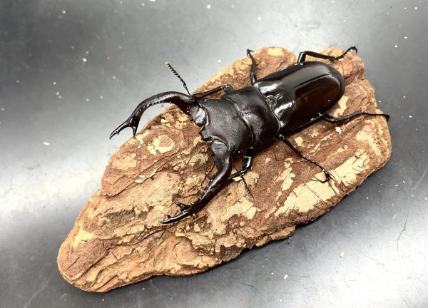 画像2: フォルスターフタマタクワガタ（キヨタミ）　♂７７ｍｍ／♀３９ｍｍ　成虫ペア　　 (2)