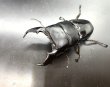 画像1: スマトラヒラタ（アチェ）　♂９４ｍｍ／♀４８ｍｍ成虫ペア　 (1)