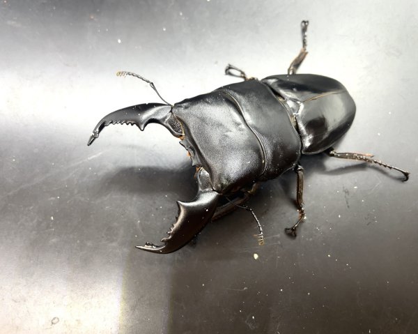 画像1: スマトラヒラタ（アチェ）　♂９４ｍｍ／♀４８ｍｍ成虫ペア　 (1)