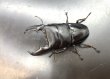 画像2: スマトラヒラタ（アチェ）　♂９４ｍｍ／♀５０ｍｍ成虫ペア　 (2)