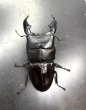 画像2: スマトラヒラタ（アチェ）　♂９７ｍｍ／♀５０ｍｍ成虫ペア　 (2)