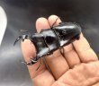 画像2: インドグランディス（ミゾラム州）　♂７６ｍｍ／♀４８ｍｍ成虫ペア　 (2)