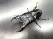 画像1: スマトラヒラタ（アチェ）　♂９７ｍｍ／♀５０ｍｍ成虫ペア　No.2 (1)