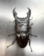 画像2: スマトラヒラタ（アチェ）　♂９７ｍｍ／♀５０ｍｍ成虫ペア　No.2 (2)