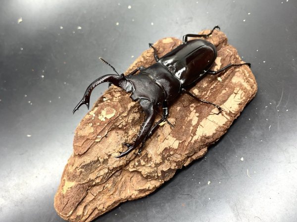 画像1: フォルスターフタマタクワガタ（キヨタミ）　♂７７ｍｍ／♀３９ｍｍ　成虫ペア　　 (1)